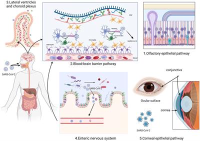 Long COVID and its association with neurodegenerative diseases: pathogenesis, neuroimaging, and treatment